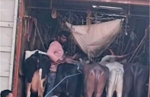 ಅಕ್ರಮ ಜಾನುವಾರು ಸಾಗಾಟ : ಓರ್ವ ಅರೆಸ್ಟ್ ಮತ್ತೋರ್ವ ಎಸ್ಕೇಪ್….!