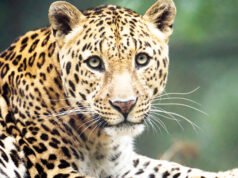 ನಿಟ್ಟೆ ಸಮೀಪ ಬಾವಿಗೆ ಬಿದ್ದ ಚಿರತೆ ರಕ್ಷಣೆ ..!!