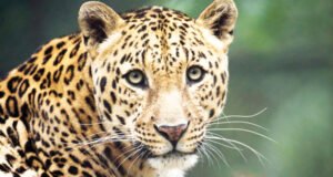 ನಿಟ್ಟೆ ಸಮೀಪ ಬಾವಿಗೆ ಬಿದ್ದ ಚಿರತೆ ರಕ್ಷಣೆ ..!!