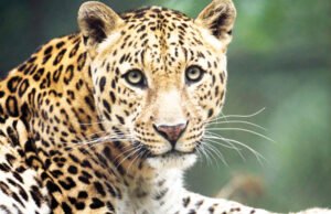 ನಿಟ್ಟೆ ಸಮೀಪ ಬಾವಿಗೆ ಬಿದ್ದ ಚಿರತೆ ರಕ್ಷಣೆ ..!!