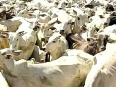 ಅಕ್ರಮ ಗೋ ಸಾಗಾಟ ಪತ್ತೆ: 8 ಜಾನುವಾರು ರಕ್ಷಣೆ