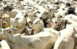 ಅಕ್ರಮ ಗೋ ಸಾಗಾಟ ಪತ್ತೆ : 8 ಜಾನುವಾರು ರಕ್ಷಣೆ…!!