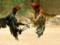 ವಿಟ್ಲ: ಕೋಳಿ ಅಂಕ ಅಡ್ಡೆಗೆ ಪೊಲೀಸರ ದಾಳಿ…!!