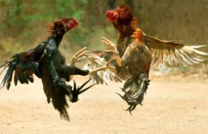 ವಿಟ್ಲ: ಕೋಳಿ ಅಂಕ ಅಡ್ಡೆಗೆ ಪೊಲೀಸರ ದಾಳಿ…!!