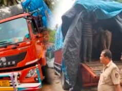ಮಂಗಳೂರು: ಅಕ್ರಮ ಜಾನುವಾರು ಸಾಗಾಟ ಜಾಲ ಪತ್ತೆ : 27 ಕೋಣಗಳ ರಕ್ಷಣೆ, ನಾಲ್ವರು ಅರೆಸ್ಟ್…!!