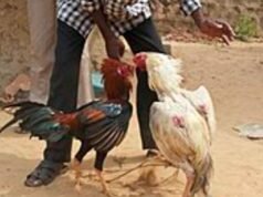 ಕೋಳಿ ಅಂಕ ಜುಗಾರಿ ಮೇಲೆ ದಾಳಿ; ಇಬ್ಬರು ವಶ