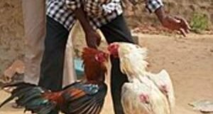 ಕೋಳಿ ಅಂಕ ಜುಗಾರಿ ಮೇಲೆ ದಾಳಿ : ಇಬ್ಬರು ವಶ…!!