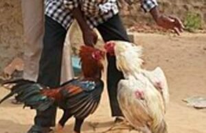 ಕೋಳಿ ಅಂಕ ಜುಗಾರಿ ಮೇಲೆ ದಾಳಿ : ಇಬ್ಬರು ವಶ…!!