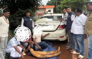 ಮಂಗಳೂರು: ಅಕ್ರಮ ಆನೆದಂತ ಮಾರಾಟ ಜಾಲ ಭೇದಿಸಿದ ಪೊಲೀಸರು : 42 ಕೆಜಿ ತೂಕದ ದಂತ ವಶಕ್ಕೆ…!!