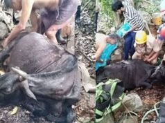 ಮಂಗಳೂರು: ಪಚ್ಚನಾಡಿಯಲ್ಲಿ ಬಾವಿಗೆ ಬಿದ್ದ ಹಸು : ಅಗ್ನಿಶಾಮಕ ದಳ, ಸ್ಥಳೀಯರಿಂದ ರಕ್ಷಣೆ…!!