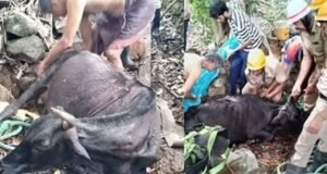 ಮಂಗಳೂರು: ಪಚ್ಚನಾಡಿಯಲ್ಲಿ ಬಾವಿಗೆ ಬಿದ್ದ ಹಸು : ಅಗ್ನಿಶಾಮಕ ದಳ, ಸ್ಥಳೀಯರಿಂದ ರಕ್ಷಣೆ…!!