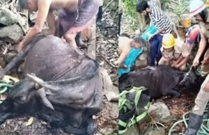 ಮಂಗಳೂರು: ಪಚ್ಚನಾಡಿಯಲ್ಲಿ ಬಾವಿಗೆ ಬಿದ್ದ ಹಸು : ಅಗ್ನಿಶಾಮಕ ದಳ, ಸ್ಥಳೀಯರಿಂದ ರಕ್ಷಣೆ…!!