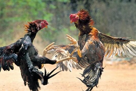 ಕೋಳಿ ಅಂಕಕ್ಕೆ ದಾಳಿ: ಮೂವರ ಸೆರೆ…!!