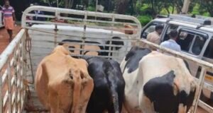 ಅಮಾಸೆಬೈಲ್: ಅಕ್ರಮ ಜಾನುವಾರು ಸಾಗಟ : ಚಾಲಕ ಸಹಿತ ವಾಹನ ವಶಕ್ಕೆ…!!