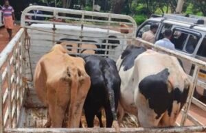 ಅಮಾಸೆಬೈಲ್: ಅಕ್ರಮ ಜಾನುವಾರು ಸಾಗಟ : ಚಾಲಕ ಸಹಿತ ವಾಹನ ವಶಕ್ಕೆ…!!