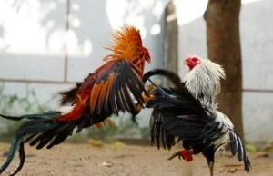 ಕಾರ್ಕಳದಲ್ಲಿ ಕೋಳಿ ಕಾಳಗದ ಮೇಲೆ ಪೊಲೀಸ್ ದಾಳಿ : ಐವರು ವಿರುದ್ಧ ಪ್ರಕರಣ ದಾಖಲು…!!