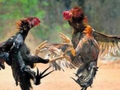 ಬ್ರಹ್ಮಾವರ: ಕೋಳಿ ಅಂಕದ ಮೇಲೆ ಪೊಲೀಸರ ದಾಳಿ – ಮೂವರು ಬಂಧನ…!!