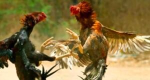 ಕೋಳಿ ಅಂಕ ಅಡ್ಡೆಗೆ ಖಾಕಿ ದಾಳಿ : ಇಬ್ಬರು ಅರೆಸ್ಟ್…!!