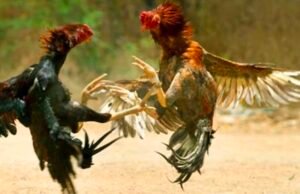 ಕೋಳಿ ಅಂಕ ಅಡ್ಡೆಗೆ ಖಾಕಿ ದಾಳಿ : ಇಬ್ಬರು ಅರೆಸ್ಟ್…!!