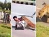 ಅರಣ್ಯ ಇಲಾಖೆ ಸಿಬ್ಬಂದಿ ಮೇಲೆ ಚಿರತೆ ದಾಳಿ…!!