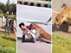 ಅರಣ್ಯ ಇಲಾಖೆ ಸಿಬ್ಬಂದಿ ಮೇಲೆ ಚಿರತೆ ದಾಳಿ…!!