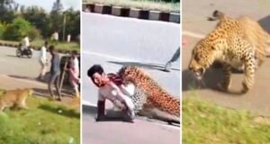 ಅರಣ್ಯ ಇಲಾಖೆ ಸಿಬ್ಬಂದಿ ಮೇಲೆ ಚಿರತೆ ದಾಳಿ…!!
