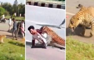 ಅರಣ್ಯ ಇಲಾಖೆ ಸಿಬ್ಬಂದಿ ಮೇಲೆ ಚಿರತೆ ದಾಳಿ…!!