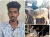 ಕಂಕನಾಡಿಯಲ್ಲಿ ಅಕ್ರಮ ಜಾನುವಾರು ಸಾಗಾಟ ಪತ್ತೆ : 17 ಜಾನುವಾರುಗಳ ರಕ್ಷಣೆ…!!