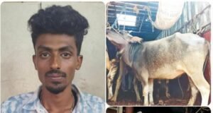 ಕಂಕನಾಡಿಯಲ್ಲಿ ಅಕ್ರಮ ಜಾನುವಾರು ಸಾಗಾಟ ಪತ್ತೆ : 17 ಜಾನುವಾರುಗಳ ರಕ್ಷಣೆ…!!