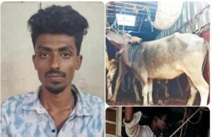 ಕಂಕನಾಡಿಯಲ್ಲಿ ಅಕ್ರಮ ಜಾನುವಾರು ಸಾಗಾಟ ಪತ್ತೆ : 17 ಜಾನುವಾರುಗಳ ರಕ್ಷಣೆ…!!