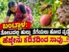 ಬಂಟ್ವಾಳ: ತೋಟದಲ್ಲಿ ಹುಲ್ಲು ತೆಗೆಯಲು ಹೋದ ವೃದ್ಧೆ ಹೆಜ್ಜೇನು ಕಡಿತದಿಂದ ಸಾವು…!!