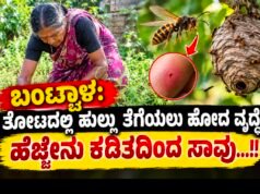ಬಂಟ್ವಾಳ: ತೋಟದಲ್ಲಿ ಹುಲ್ಲು ತೆಗೆಯಲು ಹೋದ ವೃದ್ಧೆ ಹೆಜ್ಜೇನು ಕಡಿತದಿಂದ ಸಾವು…!!