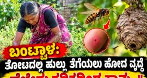 ಬಂಟ್ವಾಳ: ತೋಟದಲ್ಲಿ ಹುಲ್ಲು ತೆಗೆಯಲು ಹೋದ ವೃದ್ಧೆ ಹೆಜ್ಜೇನು ಕಡಿತದಿಂದ ಸಾವು…!!