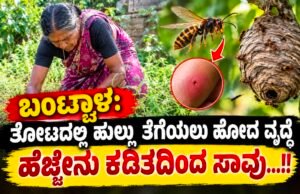 ಬಂಟ್ವಾಳ: ತೋಟದಲ್ಲಿ ಹುಲ್ಲು ತೆಗೆಯಲು ಹೋದ ವೃದ್ಧೆ ಹೆಜ್ಜೇನು ಕಡಿತದಿಂದ ಸಾವು…!!