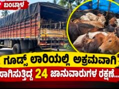 ಬಂಟ್ವಾಳ: ಗೂಡ್ಸ್ ಲಾರಿಯಲ್ಲಿ ಅಕ್ರಮವಾಗಿ ಸಾಗಿಸುತ್ತಿದ್ದ 24 ಜಾನುವಾರುಗಳ ರಕ್ಷಣೆ…!!