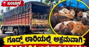 ಬಂಟ್ವಾಳ: ಗೂಡ್ಸ್ ಲಾರಿಯಲ್ಲಿ ಅಕ್ರಮವಾಗಿ ಸಾಗಿಸುತ್ತಿದ್ದ 24 ಜಾನುವಾರುಗಳ ರಕ್ಷಣೆ…!!
