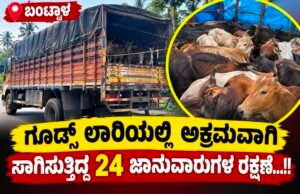 ಬಂಟ್ವಾಳ: ಗೂಡ್ಸ್ ಲಾರಿಯಲ್ಲಿ ಅಕ್ರಮವಾಗಿ ಸಾಗಿಸುತ್ತಿದ್ದ 24 ಜಾನುವಾರುಗಳ ರಕ್ಷಣೆ…!!